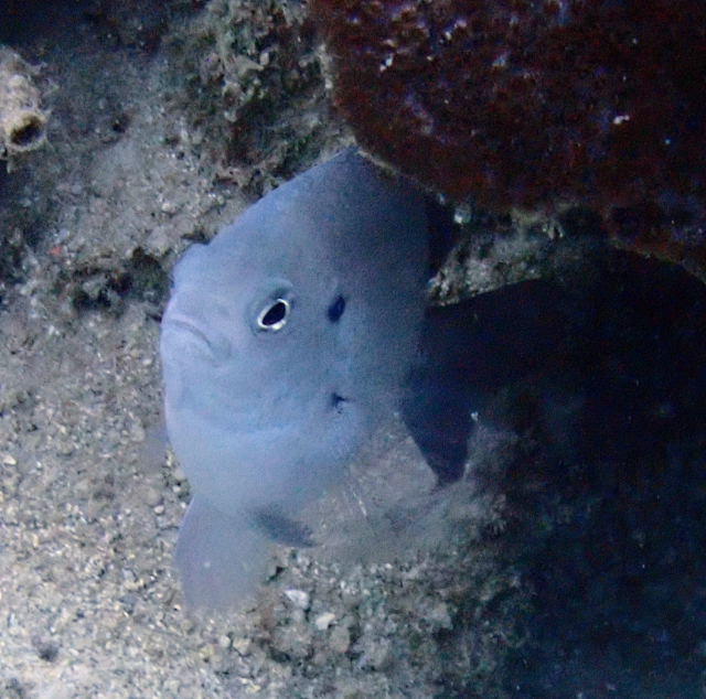 Click to View Wedgespot Damsel<br><span style='font-size:12px'><i>Dave & Rose</i></span>