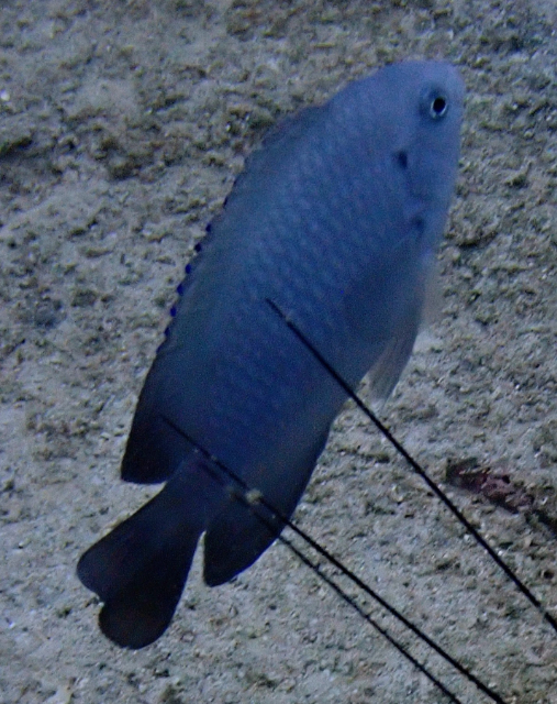 Click to View Wedgespot Damsel<br><span style='font-size:12px'><i>Dave & Rose</i></span>