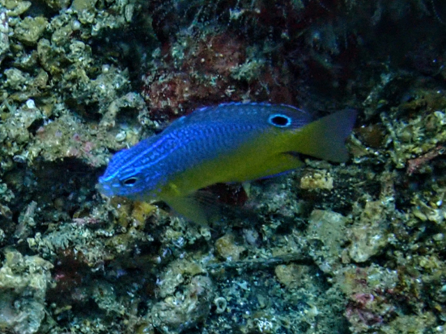 Click to View Wedgespot Damsel - juvenile<br><span style='font-size:12px'><i>Dave & Rose</i></span>