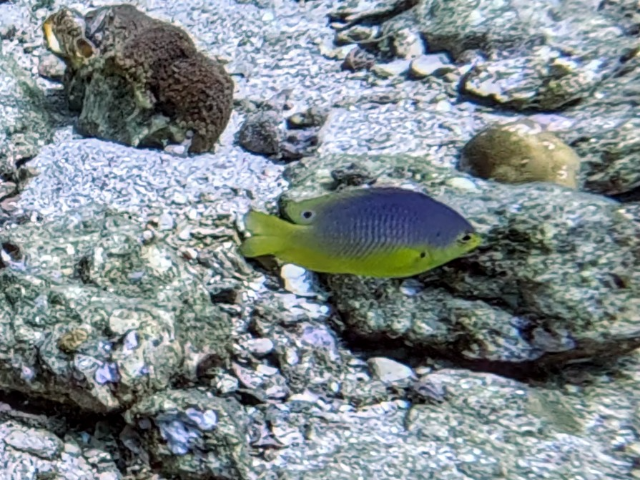 Click to View Wedgespot Damsel - juvenile<br><span style='font-size:12px'><i>Dave & Rose</i></span>