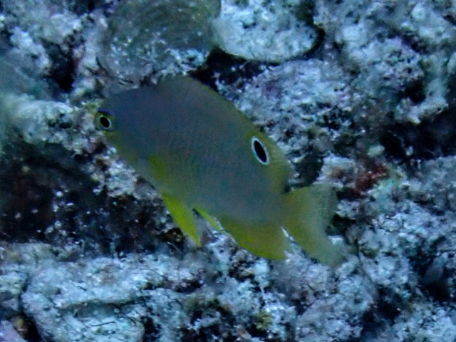 Click to View Wedgespot Damsel - juvenile<br><span style='font-size:12px'><i>Dave & Rose</i></span>