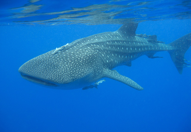 Click to View Whale Shark<br><span style='font-size:12px'><i>Fishbase</i></span>
