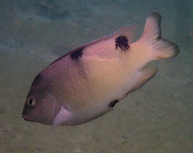 Click to View White Damsel<br><span style='font-size:12px'><i>Dave & Rose</i></span>