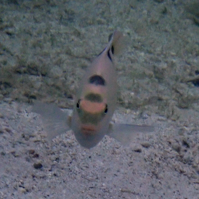 Click to View White Damsel<br><span style='font-size:12px'><i>Dave & Rose</i></span>