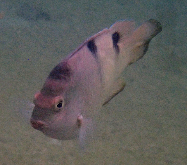 Click to View White Damsel<br><span style='font-size:12px'><i>Dave & Rose</i></span>