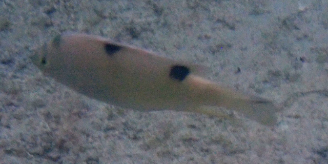 Click to View White Damsel<br><span style='font-size:12px'><i>Dave & Rose</i></span>