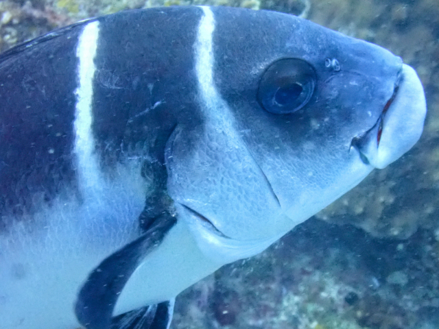 Click to View White-barred Sweetlips<br><span style='font-size:12px'><i>Dave & Rose</i></span>