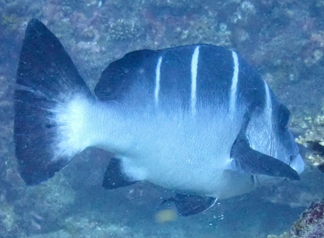 Click to View White-barred Sweetlips<br><span style='font-size:12px'><i>Dave & Rose</i></span>