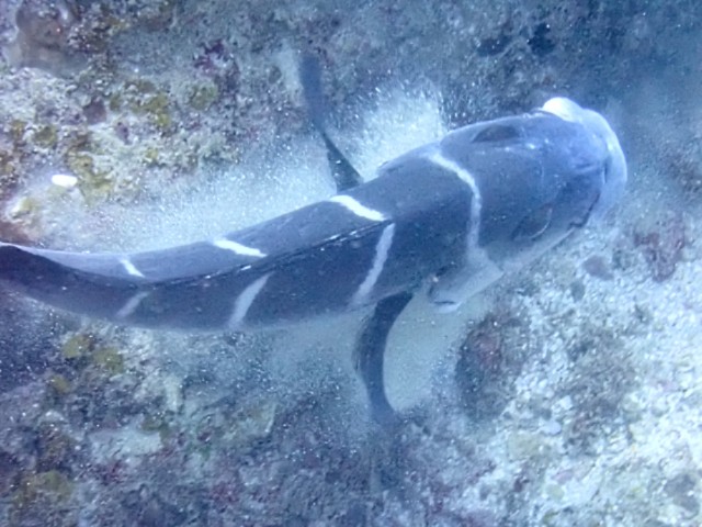 Click to View White-barred Sweetlips<br><span style='font-size:12px'><i>Dave & Rose</i></span>