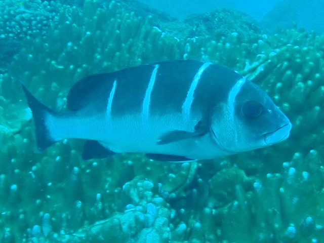 Click to View White-barred Sweetlips<br><span style='font-size:12px'><i>Dave & Rose</i></span>