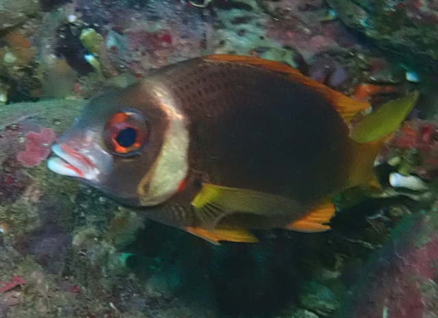 Click to View Whitecheek Spinecheek<br><span style='font-size:12px'><i>Dave & Rose</i></span>