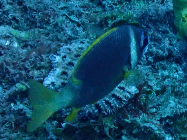 Click to View Whitecheek Monocle Bream<br><span style='font-size:12px'><i>Dave & Rose</i></span>