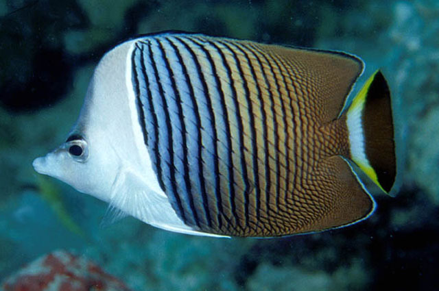 Click to View Whiteface Butterflyfish<br><span style='font-size:12px'><i>Fishbase</i></span>