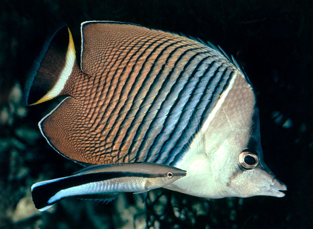 Click to View Whiteface Butterflyfish<br><span style='font-size:12px'><i>Fishbase</i></span>