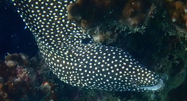 Click to View Whitemouth Moray<br><span style='font-size:12px'><i>Dave & Rose</i></span>