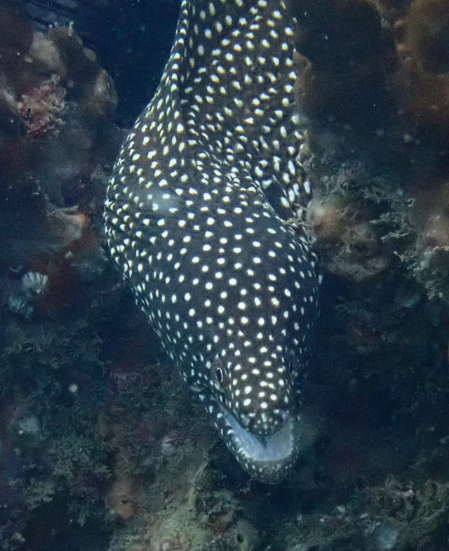 Click to View Whitemouth Moray<br><span style='font-size:12px'><i>Dave & Rose</i></span>