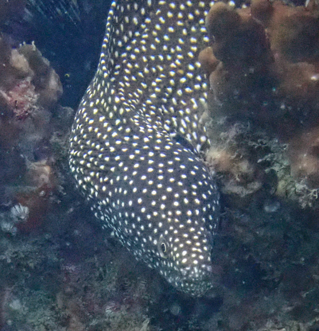 Click to View Whitemouth Moray<br><span style='font-size:12px'><i>Dave & Rose</i></span>