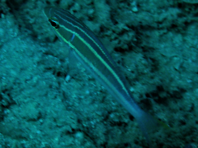 White-shouldered Whiptail<br><span style='font-size:12px'><i>Dave & Rose</i>&nbsp&nbspPhilippines&nbsp&nbsp26th Apr 2026</span>