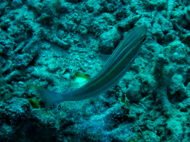 White-shouldered Whiptail<br><span style='font-size:12px'><i>Dave & Rose</i></span>