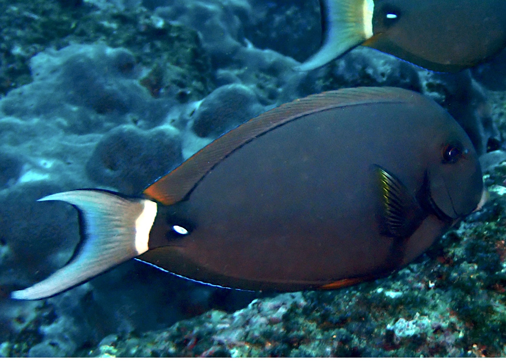 White-spine Surgeonfish White-spine Surgeonfish<br><span style='font-size:12px'><i>iNaturalist</i>    </span>
