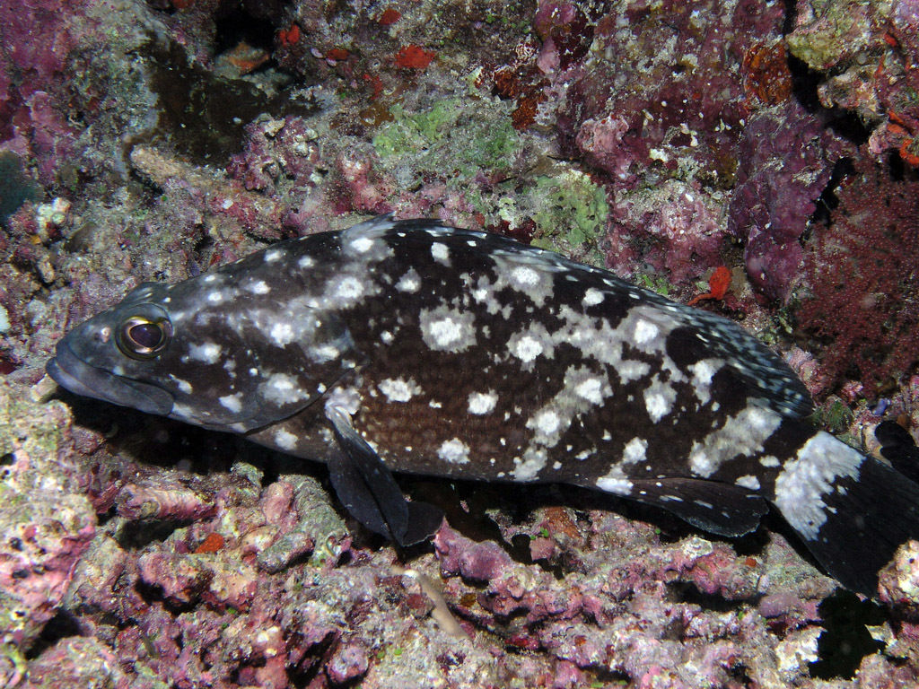 Click to View Whitespotted Grouper<br><span style='font-size:12px'><i>Dave & Rose</i></span>