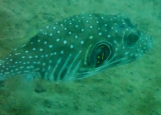 Click to View Whitespotted Puffer<br><span style='font-size:12px'><i>Dave & Rose</i></span>