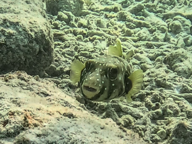 Whitespotted Puffer<br><span style='font-size:12px'><i>Dave & Rose</i></span>