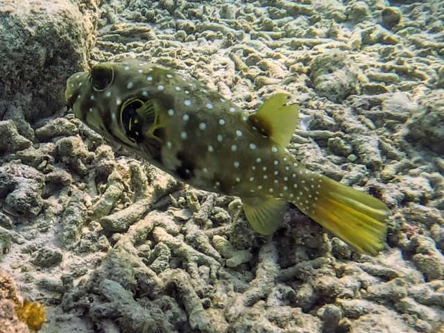 Whitespotted Puffer<br><span style='font-size:12px'><i>Dave & Rose</i>&nbsp&nbspMaldives&nbsp&nbsp12th Jan 2026</span>
