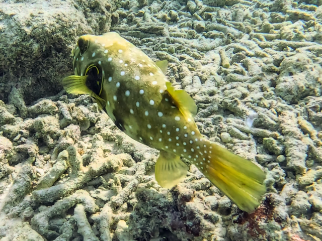 Whitespotted Puffer<br><span style='font-size:12px'><i>Dave & Rose</i></span>