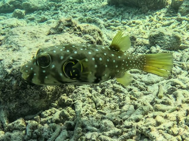 Whitespotted Puffer<br><span style='font-size:12px'><i>Dave & Rose</i></span>