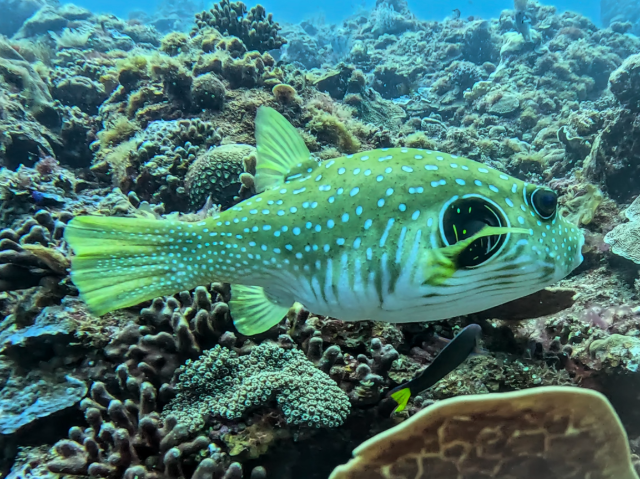 Click to View Whitespotted Puffer<br><span style='font-size:12px'><i>Dave & Rose</i></span>