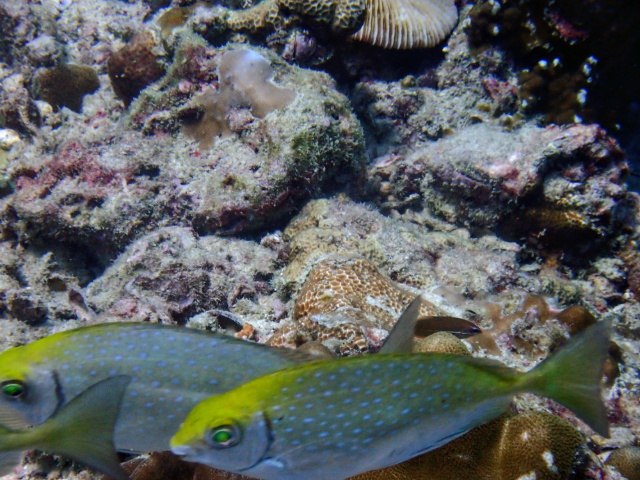 Click to View Whitespotted Rabbitfish<br><span style='font-size:12px'><i>Dave & Rose</i></span>