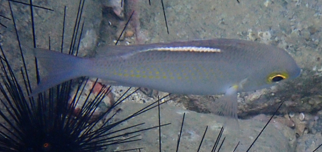 Click to View Whitestreak Monocle Bream<br><span style='font-size:12px'><i>Dave & Rose</i></span>