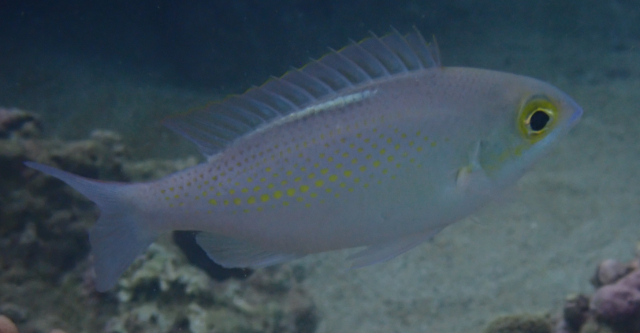 Click to View Whitestreak Monocle Bream<br><span style='font-size:12px'><i>Dave & Rose</i></span>