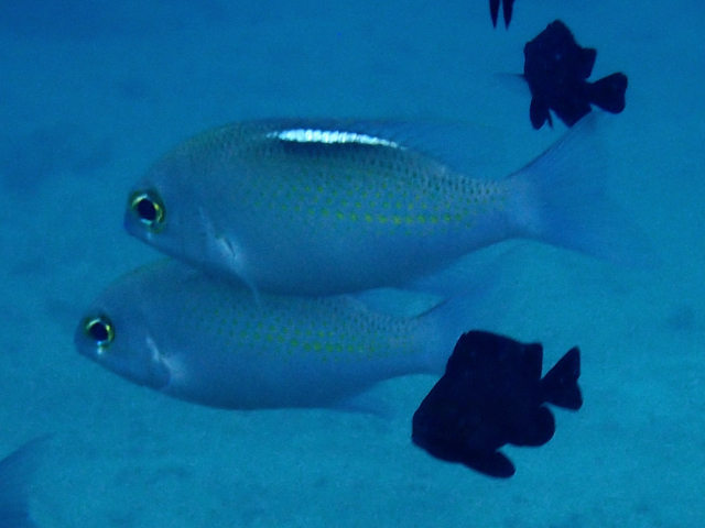 Click to View Whitestreak Monocle Bream<br><span style='font-size:12px'><i>Dave & Rose</i></span>