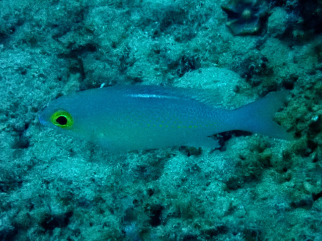 Click to View Whitestreak Monocle Bream<br><span style='font-size:12px'><i>Dave & Rose</i></span>