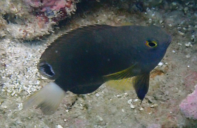 Click to View Whitetail Damsel juvenile<br><span style='font-size:12px'><i>Dave & Rose</i></span>