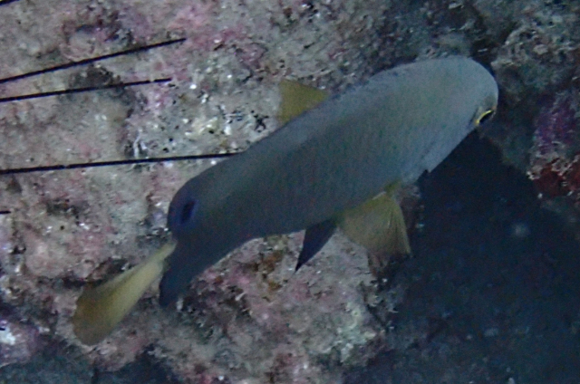 Click to View Whitetail Damsel<br><span style='font-size:12px'><i>Dave & Rose</i></span>