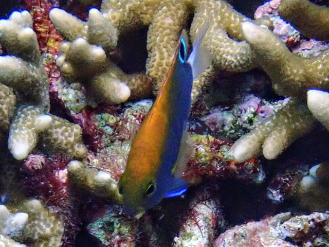 Click to View Whitetail Damsel - juvenile<br><span style='font-size:12px'><i>Dave & Rose</i></span>