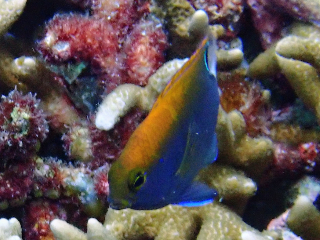 Click to View Whitetail Damsel - juvenile<br><span style='font-size:12px'><i>Dave & Rose</i></span>