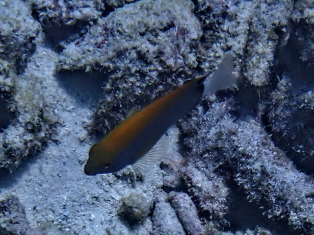 Click to View Whitetail Damsel - juvenile<br><span style='font-size:12px'><i>Dave & Rose</i></span>