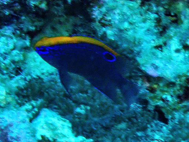 Click to View Whitetail Damsel - juvenile<br><span style='font-size:12px'><i>Dave & Rose</i></span>