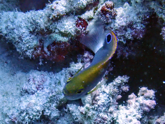 Whitetail Damsel - juvenile<br><span style='font-size:12px'><i>Dave & Rose</i></span>