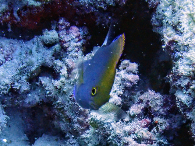 Whitetail Damsel - juvenile<br><span style='font-size:12px'><i>Dave & Rose</i></span>