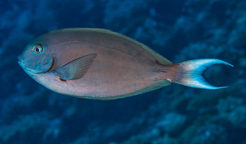 Click to View Whitetail Surgeonfish<br><span style='font-size:12px'><i>iNaturalist</i></span>