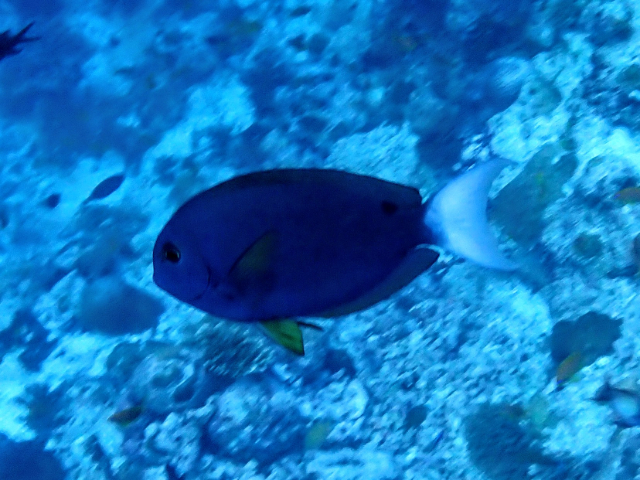 Whitetail Surgeonfish<br><span style='font-size:12px'><i>Dave & Rose</i></span>