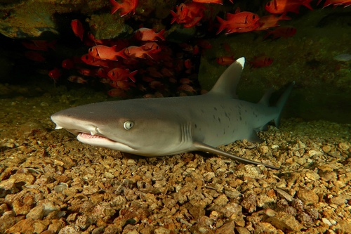 Click to View Whitetip reef shark<br><span style='font-size:12px'><i>iNaturalist</i></span>