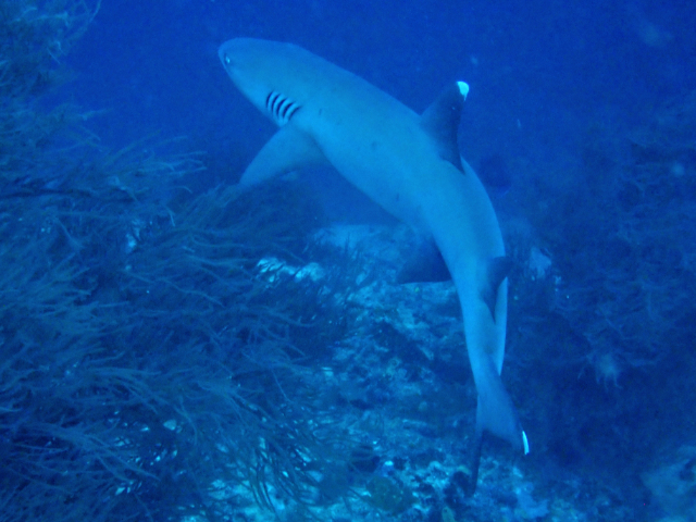 Click to View Whitetip Reef Shark<br><span style='font-size:12px'><i>Dave & Rose</i></span>