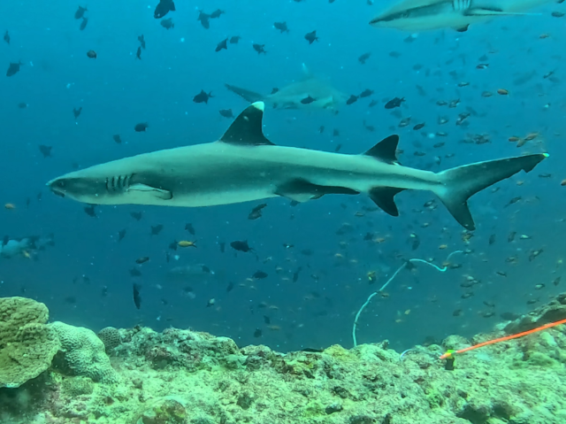 Whitetip Reef Shark<br><span style='font-size:12px'><i>Dave & Rose</i>&nbsp&nbspMaldives&nbsp&nbsp14th Jan 2026</span>