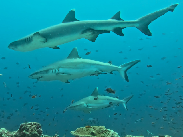 Whitetip Reef Shark comparison with Grey Reef<br><span style='font-size:12px'><i>Dave & Rose</i></span>